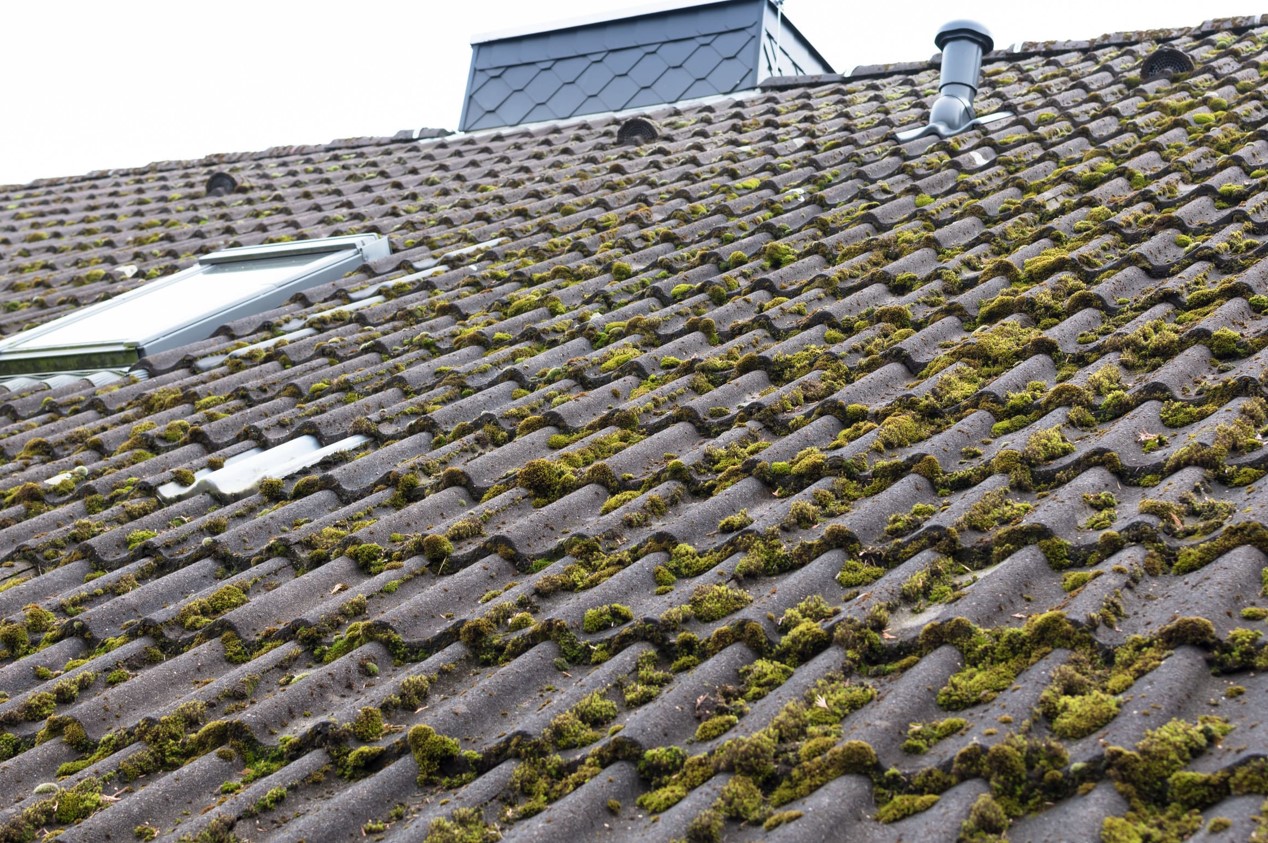 roof moss